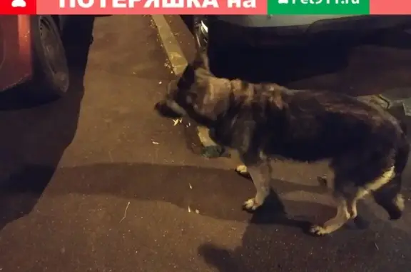 Собака на задних лапах: Дубнинская ул. 53к3, Москва