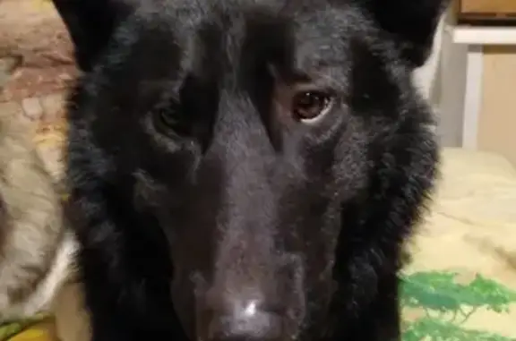 Найдена собака в Реутове, Московская область