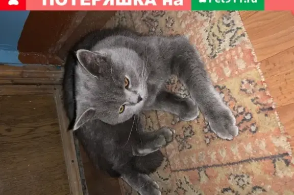 Найден котик в Саранске, Россия