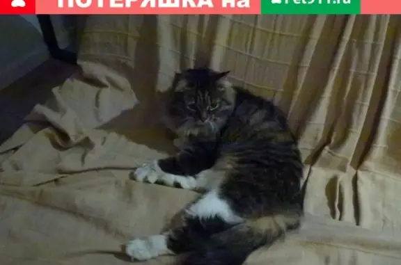Найдена кошка в Новогорском лесопарке Митино