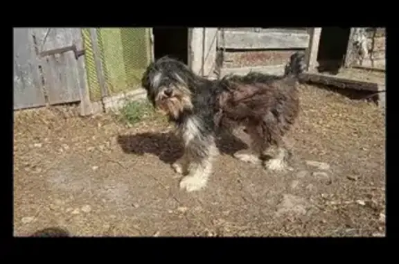 Собака найдена в Уруге, Калужская область.