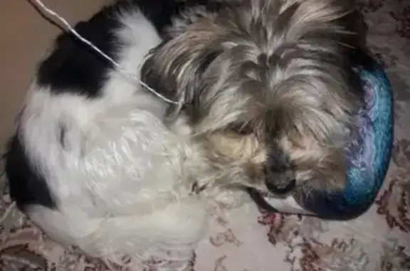 Собаки потеряшки, Москва, фото: Потеряшка собака по ул. Оренбургская, возможно украдена