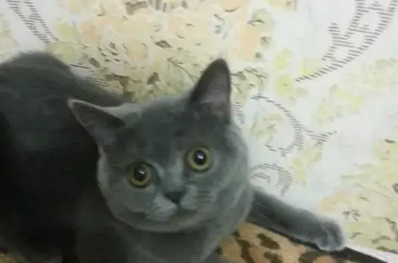 Кошки потеряшки, Москва, фото: Потеряшка кошка Феня, Москва, Берёзовая аллея 5/9.