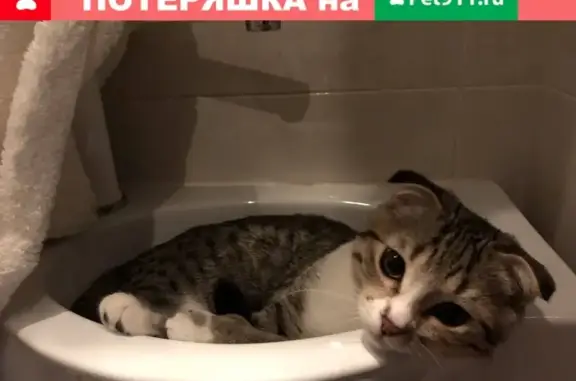 Кошки потеряшки, Махачкала, фото: Потеряшка кот в Махачкале, район кинотеатра