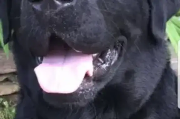 Собаки потеряшки, Новосибирск, фото: Потеряшка чёрный Лабрадор Арчи на ул. Уссурийская, Новосибирск