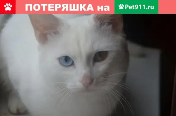 Пропал кот белого цвета с разноцветными глазами в Солнечногорске, ул. Подмосковная, 35/14.