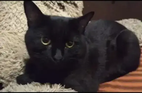 Кошки потеряшки, Москва, фото: Потеряшка черный кот Хатик на Смирновской, Москва, 21.09.19.