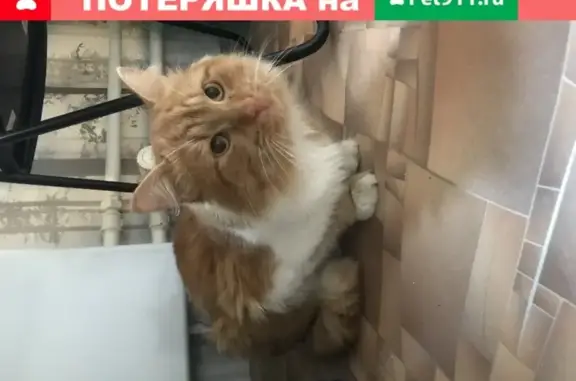 Найден рыжий кот на Беломорской, 24к3