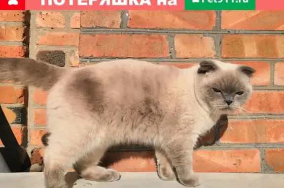 Пропала кошка на ул. Крепкая, Ростов-на-Дону