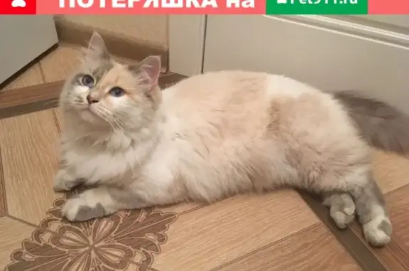 Пропала кошка в КП «Варежки-2», помогите вернуть домой!