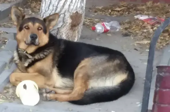 Собака ждет у магазина в Волгограде