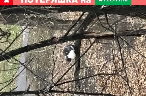 Кошка на дереве: пр. Маршала Жукова 16к6