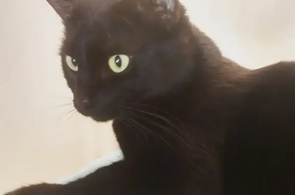 Кошки потеряшки, Москва, фото: Потеряшка кот ДЖОРДАН, ул. Новгородская 31, кВ. 146