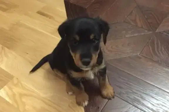 Пропала собака в Растуново, Маленький Ягдтерьер, черный с рыжими лапками, 1-2 месяца.
