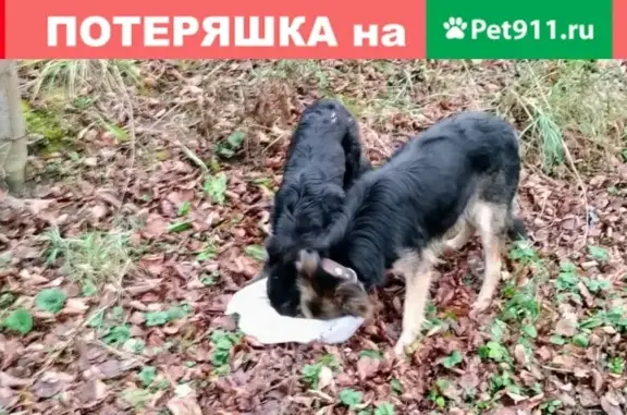 Найдена собака, Москва, фото: Найдена овчарка на Измайловском острове, ищем хозяина!
