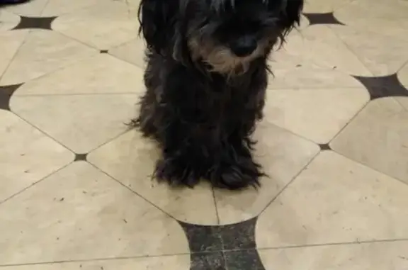 Собаки потеряшки, Москва, фото: Потеряшка пёсик Ричи, Москва, Новопеределкинская, 14 лет