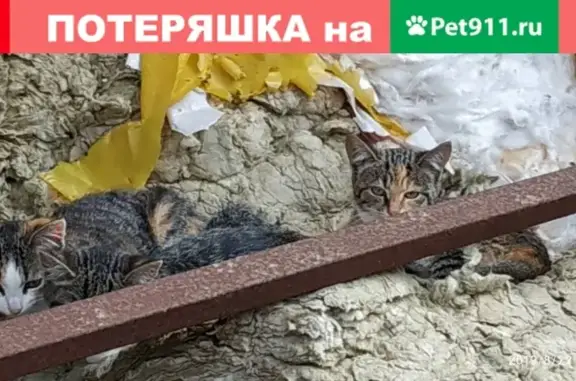 Пропала кошка Маша на ул. Ленина 31, Красное Село
