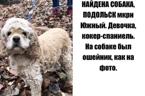 Найдена собака с ошейником на ул. Филиппова, Подольск
