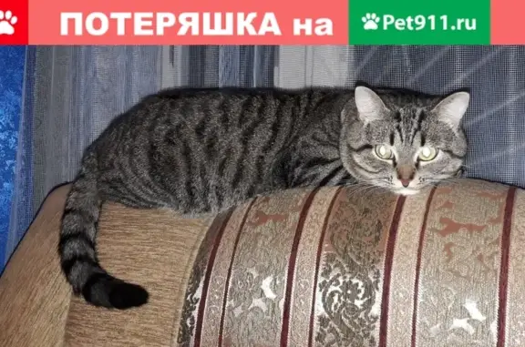 Кошки потеряшки, Москва, фото: Потеряшка кошка Вася на Вешняковской улице (Москва)