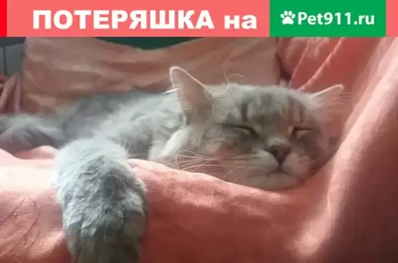Кошки потеряшки, , фото: Потеряшка кошка на ул. Димитрова, 24 корпус 2, СПб