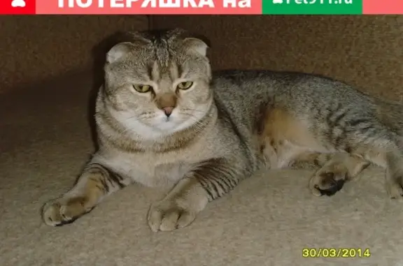 Кошки потеряшки, Армавир, фото: Потеряшка кошка Максимилиан, ул. Лесная 6, Старая Станица