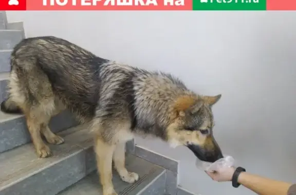 Собака Потершка ищет хозяина в Ярославле на Липовой Горе.