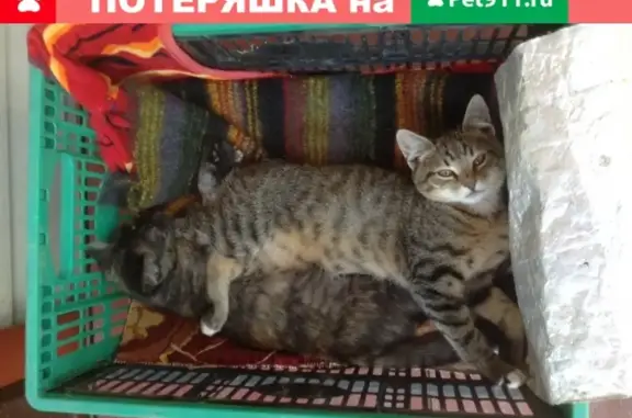 Пропал кот Борис в Чепелёво, Московская область