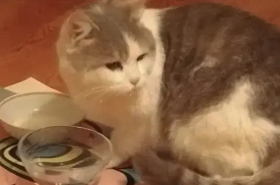 Найден домашний кот в поселке Серебряные ключи, Тула