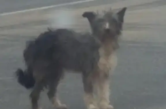 Найдена собака на Ярославском шоссе, Радонеж.