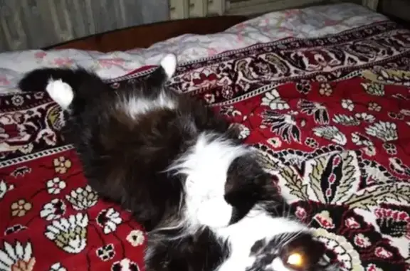 Кошки потеряшки, Орёл, фото: Потеряшка кошка Алиса на ул. Комсомольской