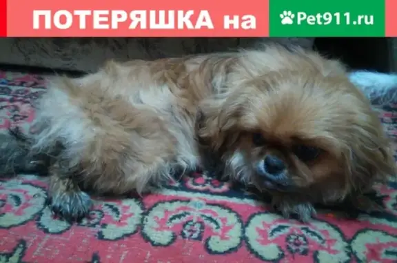 Найден щенок пикинес на ул. Гагарина в Магнитогорске