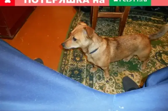 Найдена собака в ст. Елизаветинская, ул. Садовая, остановка автобуса.