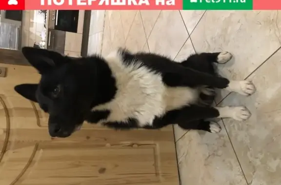 Собаки потеряшки, Кострома, фото: Потеряшка собака в деревне Головленково, Костромская область