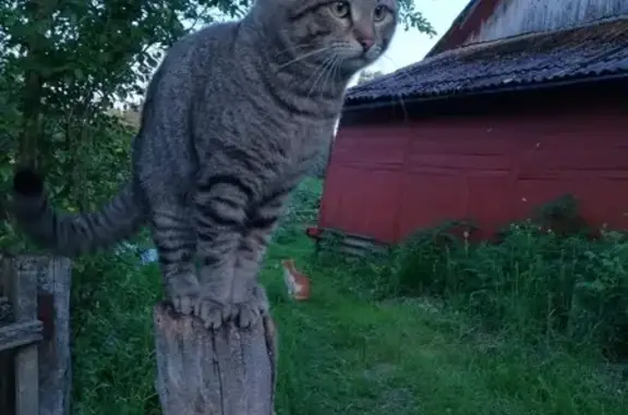 Пропал кот Чарли в деревне Корытинка, Тульская область