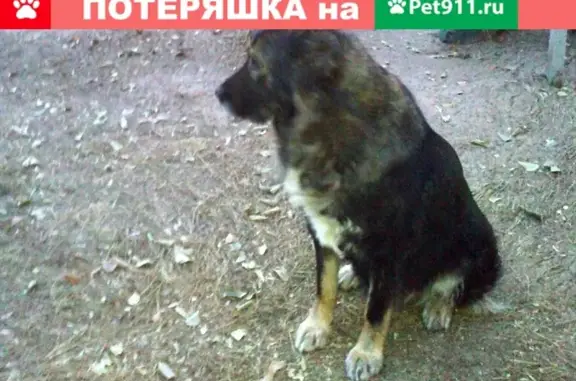 Собака найдена в Улан-Удэ: крупная, добрая, серо-чёрного цвета.