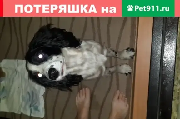 Найдена собака на улице Герасименко