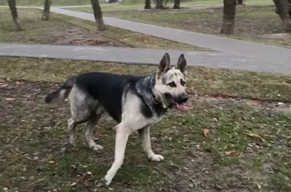Найдена собака на Варшавском шоссе, 152к1