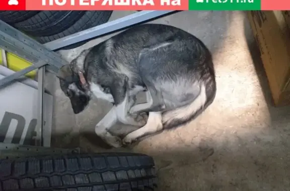 Найдена собака на улице Семафорной, 443 в Красноярске.
