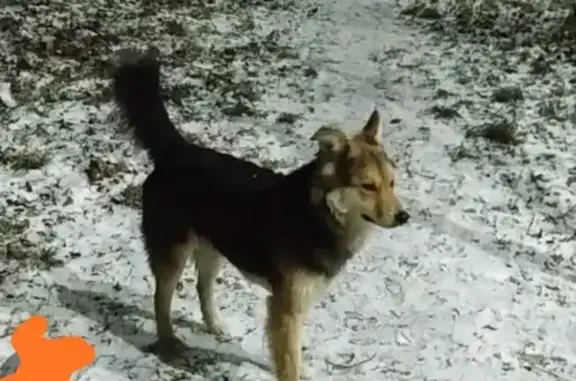 Найдена пугливая собака в деревне Подолино, Московская область