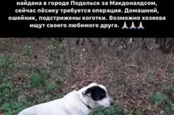 Сбита белая собака возле Макдоналдса в Подольске, нужна помощь