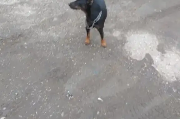 Собака найдена на пр. Мира, 60 в Чебоксарах.