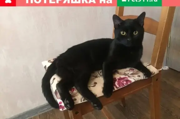 Найден черный кот в Электростали.