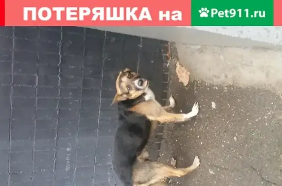 Найден щенок в Бирюлёво Восточное, ищет хозяина