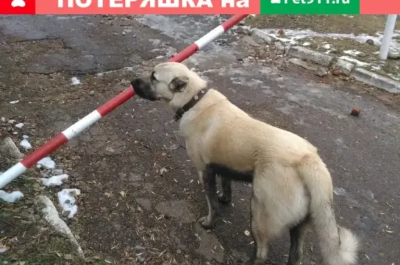 Найдена собака на улице Новомостовой в Уфе