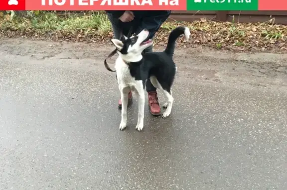 Найдена ласковая собака в Кратово, Раменский район, МО
