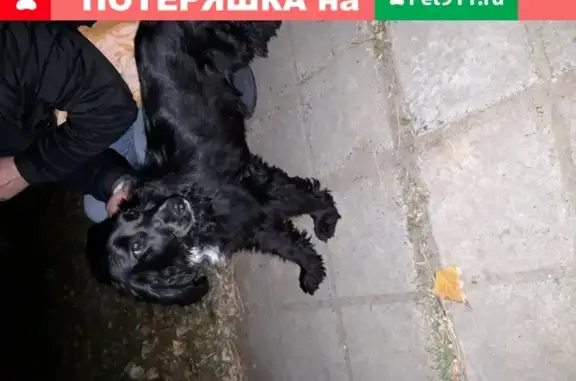Пропала собака: Английский черный кокер-спаниель, мальчик, Волгодонск