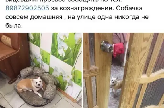 Пропала собака Лада, Лесная улица 5, Казань