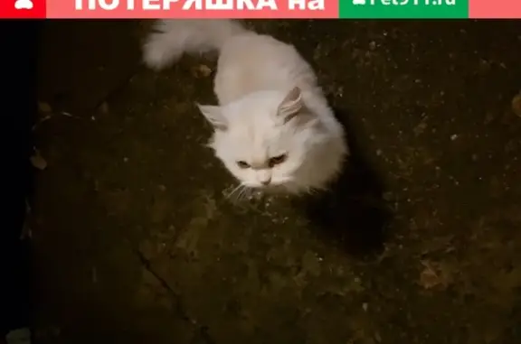 Найден кот на ул. Урицкого, г. Ульяновск