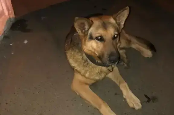 Найдена собака возле Приозерной 13 в КМР, Краснодар
