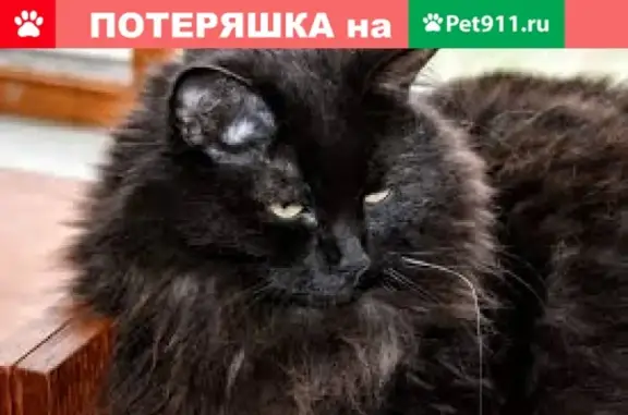 Пропал черный котенок с ошейником в Таганроге, Ростовская область